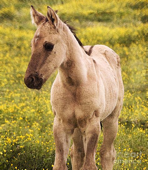 Meaning of buckskin in english. Buckskin Foal In Yellow Flowers Photograph by Jim And ...