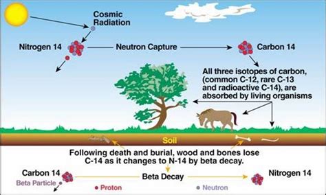 Obviously this only works for things which once contained carbon—it can't be used to date rocks and minerals, for example. Carbon-14 dating accuracy called into question after ...