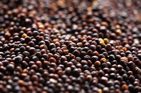 Find germany canola oil manufacturers on exporthub.com. USDA green lights Cargill's fish oil alternative for ...