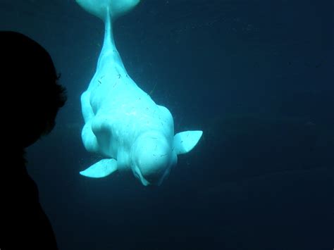 104,810 likes · 3,168 talking about this. P4120540 | Stanley Park - Vancouver Aquarium - beluga ...