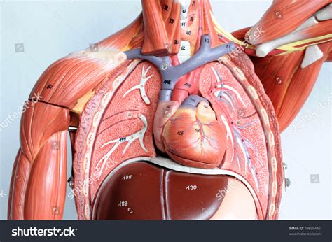 Higher in the abdomen, an (internal) diaphragmatic hernia results when part of the stomach or intestine protrudes into the chest. Chest Human Anatomy Stock Photo 79899445 - Shutterstock