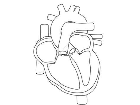 Download free printable heart coloring pages. Free Anatomy And Physiology Coloring Pages - Coloring Home