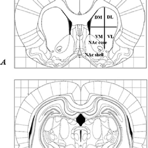 A valuable tool for medical. Proteine Atlas Rat / An Atlas Of The Protein Coding Genes In The Human Pig And Mouse Brain ...