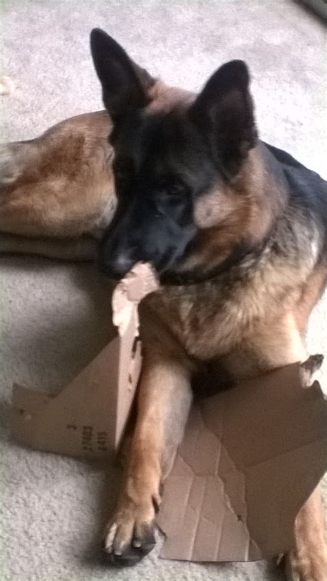 Take your dutch shepherd on walks and jogsdaily to help them expel energy. Ronin having a field day tearing up a box! Http://www ...