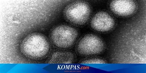 Ia mengutus aku menyampaikan kabar baik kepada kaum sengsara. Kabar Baik Terkait Flu Burung dari Virus H7N9