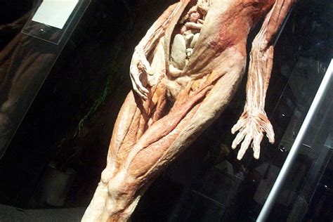 Eye, nose, cheek, chin, mouth, neck, shoulder, armpit, breast, thorax, navel, abdomen, publs, groin, knee, foot, ankle, toe. A-Bomb and ...: BODY WORLDS 2: The Anatomical Exhibition ...