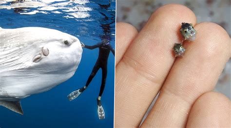 Actually, we do not teach them to put their hands behind their head when they back float. Pictures of Tiny Baby Ocean Sunfish Compared to Fully ...