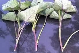 Maybe you would like to learn more about one of these? Akak Tak Perlu Beli Ubi Lepas Ni, Begini Cara Mudah Tanam ...