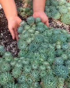 The type of succulent that most people recognize is the cactus. Best of Blog: Indoor PlantsBECKI OWENS (With images ...