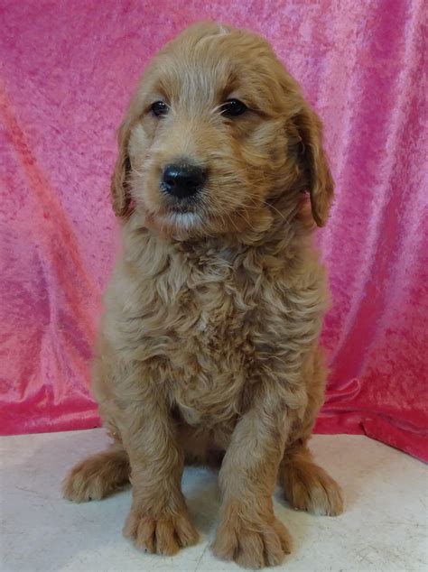 Goldendoodle pups are good for people with allergies that are looking for a large breed. Hypoallergenic Goldendoodle Puppies for Sale - Wisconsin ...