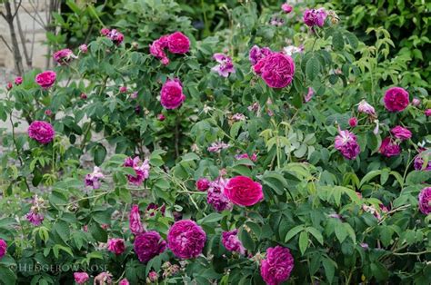 Rosa 'charles de mills', unknown (netherlands before 1790). 'Charles de Mills' Gallica Rose in 2020 | Heirloom roses ...