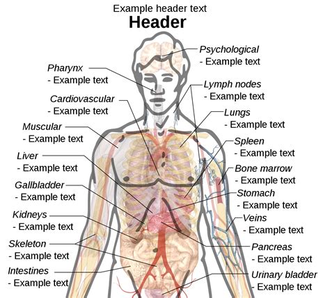 Pig meat cuts labeled diagram. File:Adult male diagram template (drawing).svg - Wikipedia