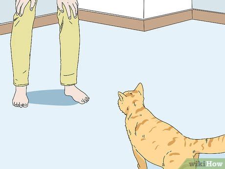 Always use a shampoo made specifically for cats and lather well. 3 Ways to Make a Cat Comfortable Around You - wikiHow