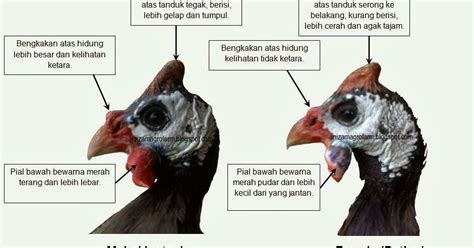 Boleh tolong berikan beberapa contoh. Pertanian adalah Ibadah: Perbezaan Antara Ayam Mutiara ...