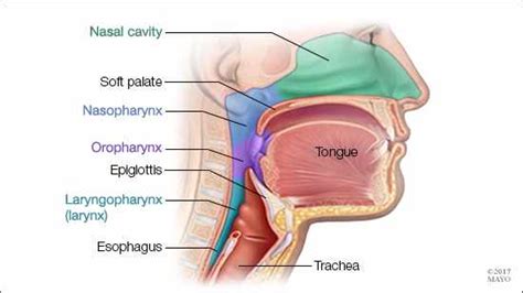 Martin, md on november 09, 2019. Mayo Clinic Q and A: Throat cancer symptoms - Oral Cancer News