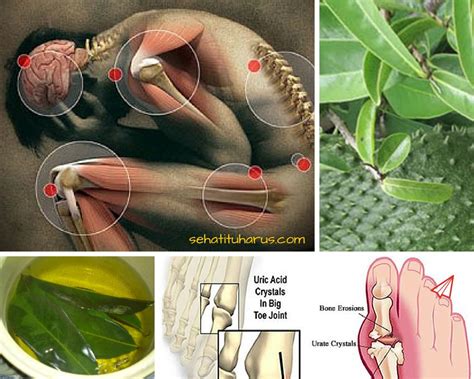 Berbagai jenis sayuran yang disuka • disini yang saya pakai yang ada dikulkas saja • jamur enoki • pakcoy • brokoli • bawang merah • bawang putih • tomat. TERNYATA Air Rebusan Daun Sirsak juga Bisa atasi Asam Urat ...