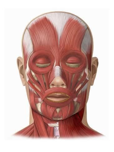 Skeletal muscle smooth muscle cardiac muscle (heart muscle) skeletal muscle skeletal muscles are those. Illustration of the Human Face Muscles Showing the ...