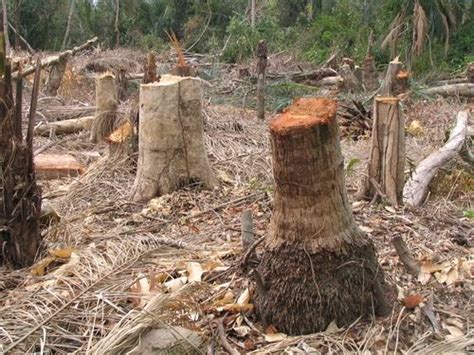 Kesan antropogenik merujuk kepada kesan aktiviti manusia terhadap alam sekitar. ALAM SEKITAR: FENOMENA DAN KESAN PENYAHHUTANAN TERHADAP ...