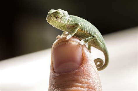 Aufgrund seiner relativ robusten art und der geschmeidigen bewegungen gehört das jemenchamäleon zu den beliebtesten in der terraristik. Jemenchamäleon Farben / Jemenchamaleon Live / Mein ...