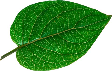 зеленый лист, green leaf, grünes blatt - download free render Leaves on ...
