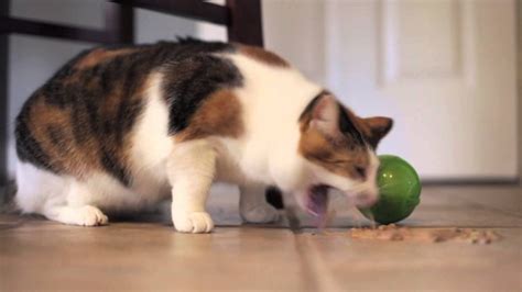 Selain lucu, merawat kucing nyatanya bisa untuk merawat kucing, terdapat banyak hal yang perlu diperhatikan. Simptom Dan Cara Merawat Kucing Demam | Zul & Azizi ...