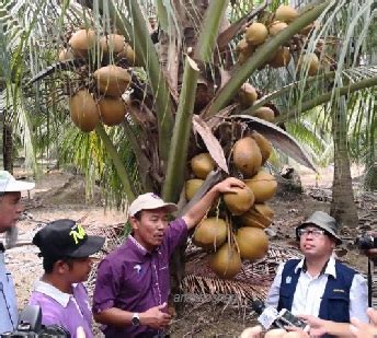 Jadi kepada sesiapa yang nak benih kelapa mata. Anim Agro Technology: SKB SUNGAI AYAM - KELAPA WAK KASON