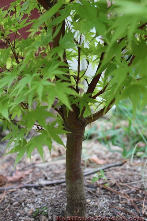The key to diagnosing your browning oak tree is looking past the color and checking the tree for other symptoms. Red House Garden: Coral Bark and Turning Leaves