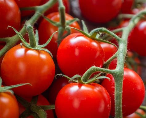 They're often used for snacking and salads but are suitable for cooking, freezing, and even pickling, too. 100+ Large Red Cherry Tomato Seeds - Honest Seed Co.