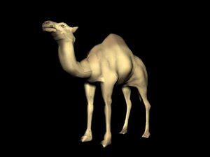 An end product is a work that incorporates the item into a product that is larger in scope. Free Camel 3D Models for Download | TurboSquid