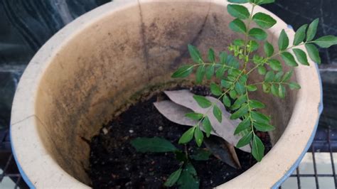 What does anak pokok mean in malay? Anak Pokok Daun Kari - YouTube