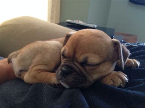 This hybridization of a french bulldog and labrador retriever is a wonderful mixture that brings out the best of each breed. Bulldog/Lab mix | Bulldog, Dog cat, French bulldog