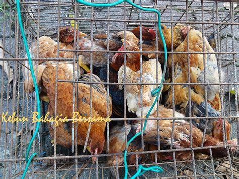 Baru siap bersihkan brooder anak ayam kampung. Kebun Bahagia Bersama: Daging Ayam Kacuk Selasih