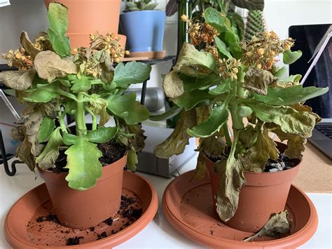 Kalanchoe sounds like a good choice for your location. Was asked to nurse these kalanchoes to health. Im ...