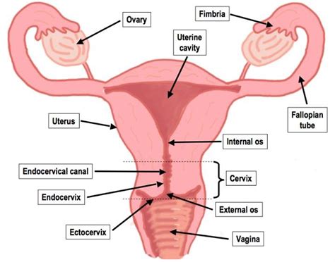 This article looks at female body parts and their functions, and it provides an interactive diagram. Female Reproductive System Drawing at GetDrawings | Free download
