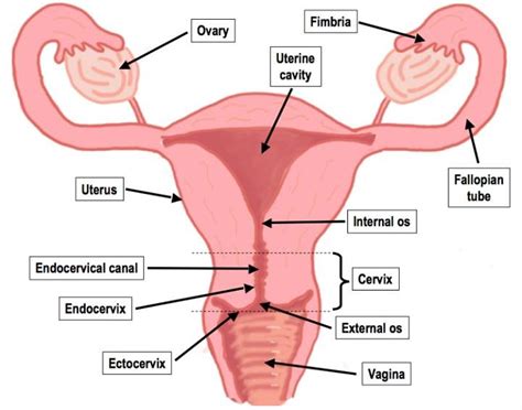 Human body cartoon drawing homo sapiens, body s, hand, human, head png. Female Reproductive System Drawing at GetDrawings | Free download