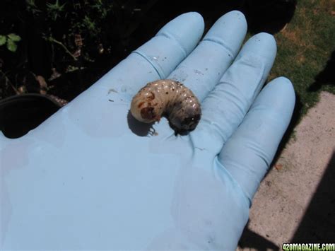 How to easily remove grubs in vegetable garden. How to get rid of grub worms in potted plants