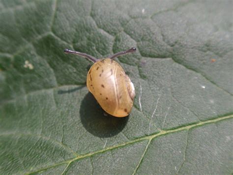 Schneide die zehe an und male mit dieser auf ein blatt papier einen kreis mit einer öffnung. Schnecke mit Haus » psychoMuell.de