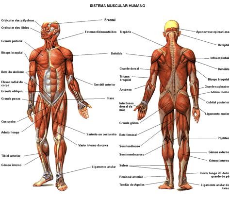 Humans with mutant myostatin will develop lots of muscle. muscle diagram 01 | Sistema muscular humano, Sistema ...