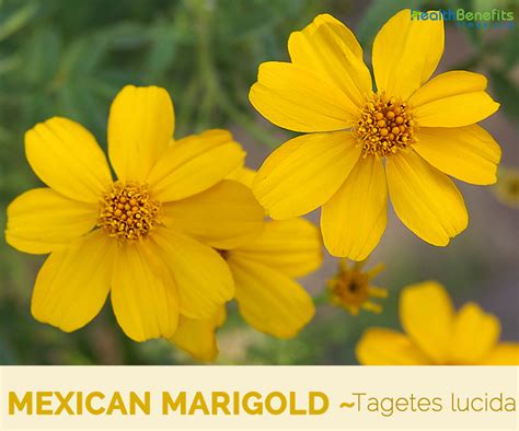 Mexican marigold flowers for sale. Image result for mexican marigold | Marigold flower ...