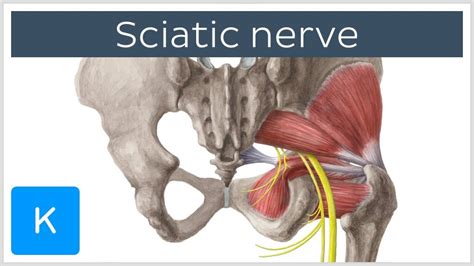 Sciatic nerve is the largest nerve in your body. Sciatic nerve: course and clinical significance - Human ...