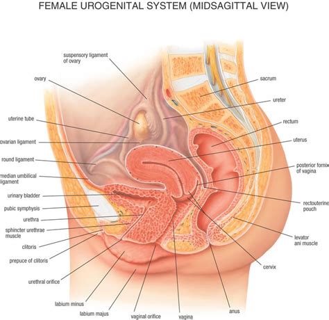 The uterus is divided into three parts our labeled diagrams and quizzes on the female reproductive system are the best place to start. Female Organ Anatomy Diagram | Human body diagram, Human ...