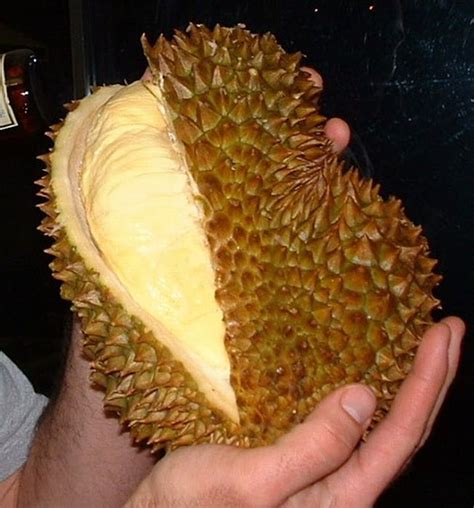Haiwan Apakah Dalam Durian Ini ? (4 Gambar) | gobblogz