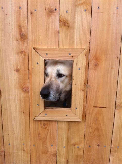 Square off the dog eared end and dry fit the. Dog window, Dog window in fence, Dog gate