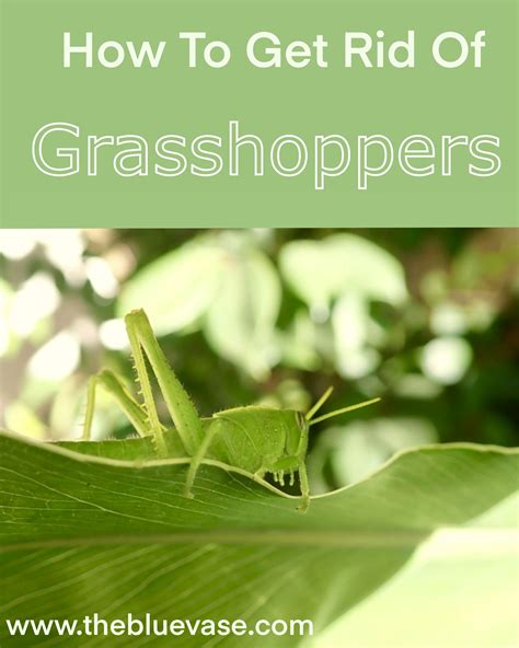 Proper cultural practices can minimize the chance for initiation and buildup of infestations. Get Rid Of Grasshoppers Today! in 2020 | Organic pest ...