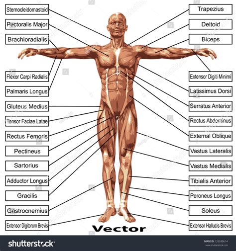 However, the muscle names often reflect something about their action, their shape, or their locations. Vector Eps Concept Conceptual 3d Human Stock Vector ...