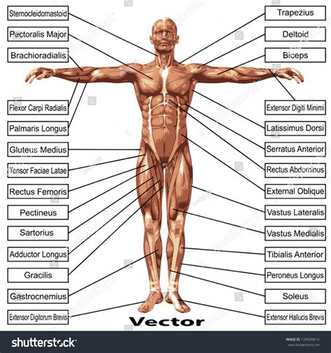 A neuromuscular junction is a place where neurons bond with the motor endplate, a specialized part of the sarcolemma, and cause release of. Vector Eps Concept Conceptual 3d Human Stock Vector ...