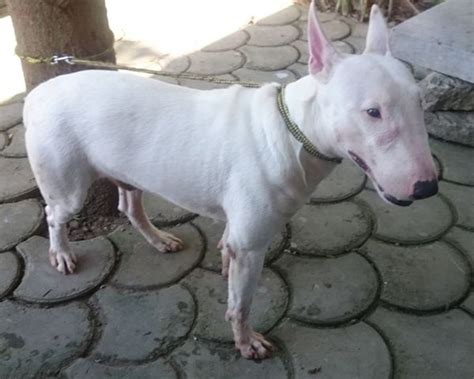 Review how much miniature bull terrier puppies for sale sell for below. Bull Terrier Miniature Puppies For Sale | Bacoor ...