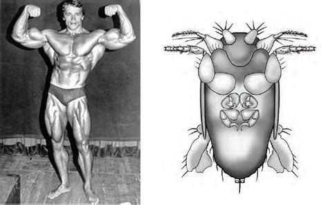 Nov 21, 2020 · as big as arnold schwarzenegger in his prime! New 'big-armed fly' species named after Arnold Schwarzenegger