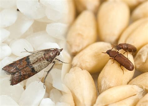 Biological control of nursery pests. Pests of Stored Grains - PENzIT - Science & Tech