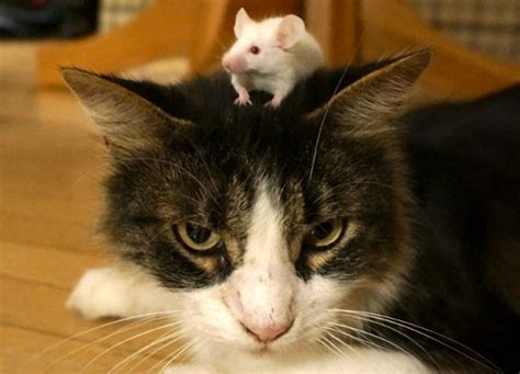 You know that cats can hurt mice, but can a mouse be harmful to your cat? Mice 'can lose innate fear of cats' - BBC News